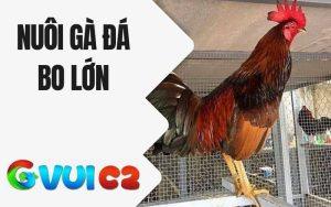 Nuôi Gà Đá Bo Lớn