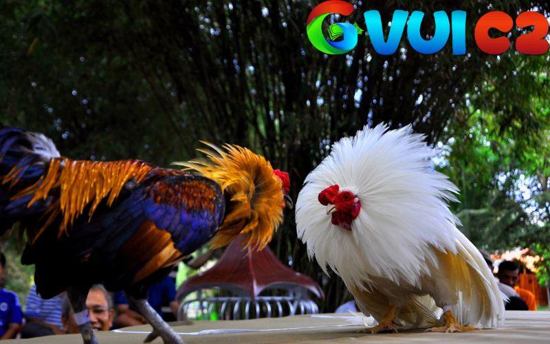 Tổng Hợp Những Thuật Ngữ Trong Đá Gà Mà Người Chơi Không Nên Bỏ Qua Tổng Hợp Những Thuật Ngữ Trong Đá Gà Mà Người Chơi Không Nên Bỏ Qua