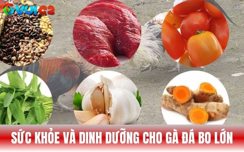 Bảo vệ sức khỏe và dinh dưỡng tốt khi nuôi gà đá bo lớn Bảo vệ sức khỏe và dinh dưỡng tốt khi nuôi gà đá bo lớn