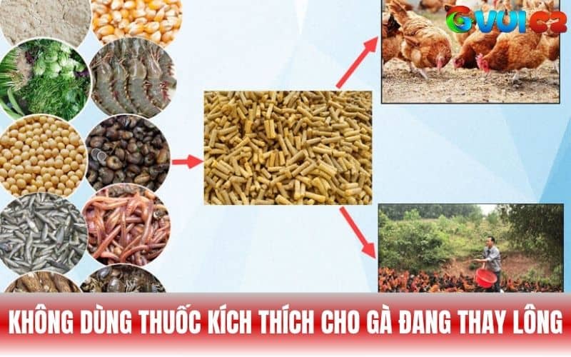 Bổ sung dinh dưỡng cho gà đá đang thay lông