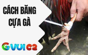 Cách Băng Cựa Gà
