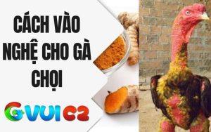 Cách Vào Nghệ Cho Gà Chọi