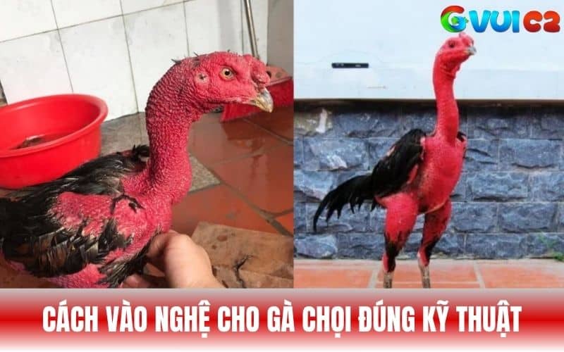 Cách vào nghệ cho gà chọi theo từng bước đúng kỹ thuật Cách vào nghệ cho gà chọi theo từng bước đúng kỹ thuật