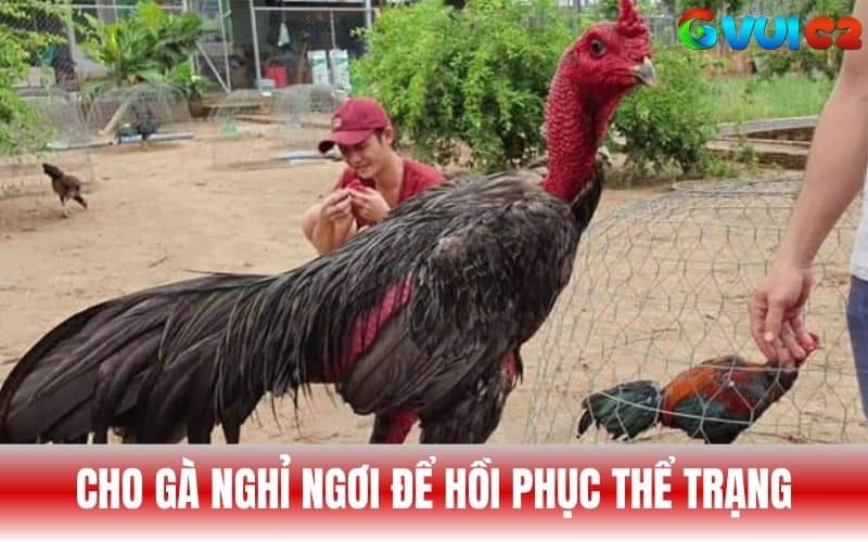 Cần cho gà chiến nghỉ ngơi để hồi phục thể trạng Cần cho gà chiến nghỉ ngơi để hồi phục thể trạng
