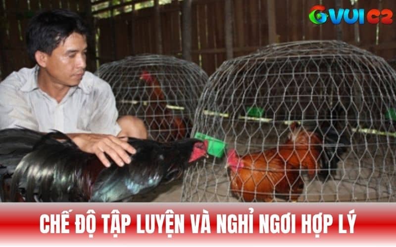 Cần cho gà tập luyện và nghỉ ngơi để tăng bo lớn Cần cho gà tập luyện và nghỉ ngơi để tăng bo lớn