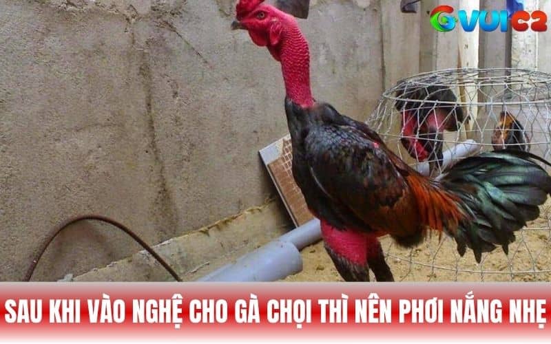 Chỉ nên phơi nắng nhẹ cho gà chọi khi vào nghệ Chỉ nên phơi nắng nhẹ cho gà chọi khi vào nghệ