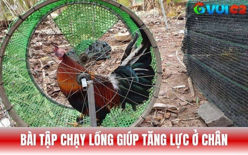 Cho gà chạy lồng để tăng lực đá ở chân Cho gà chạy lồng để tăng lực đá ở chân