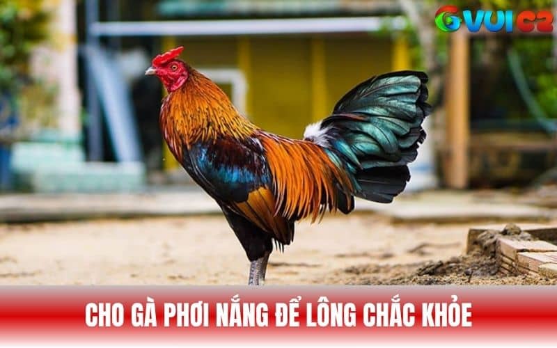 Cho gà phơi nắng 10 đến 20 phút mỗi ngày để lông chắc khỏe