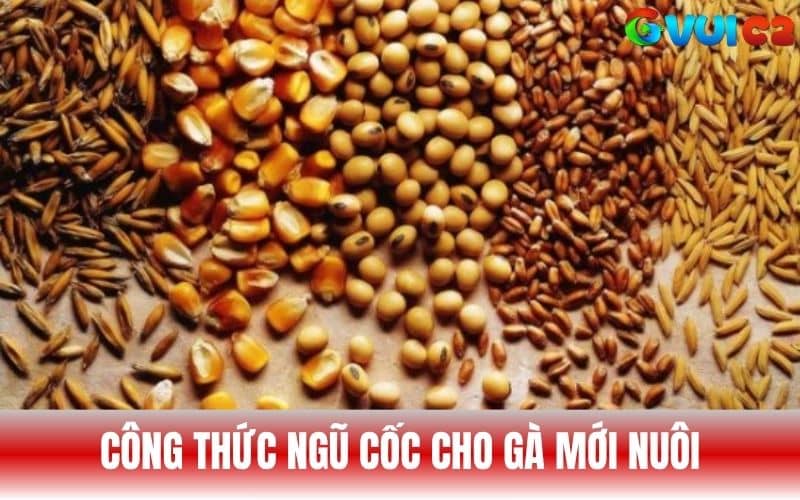 Công thức trộn ngũ cốc cho gà đá mới nuôi Công thức trộn ngũ cốc cho gà đá mới nuôi