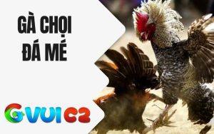 Gà Chọi Đá Mé