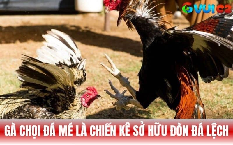 Gà chọi đá mé là chiến kê sở hữu lối đá đòn lệch sang hông Gà chọi đá mé là chiến kê sở hữu lối đá đòn lệch sang hông