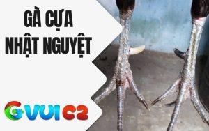 Gà Cựa Nhật Nguyệt