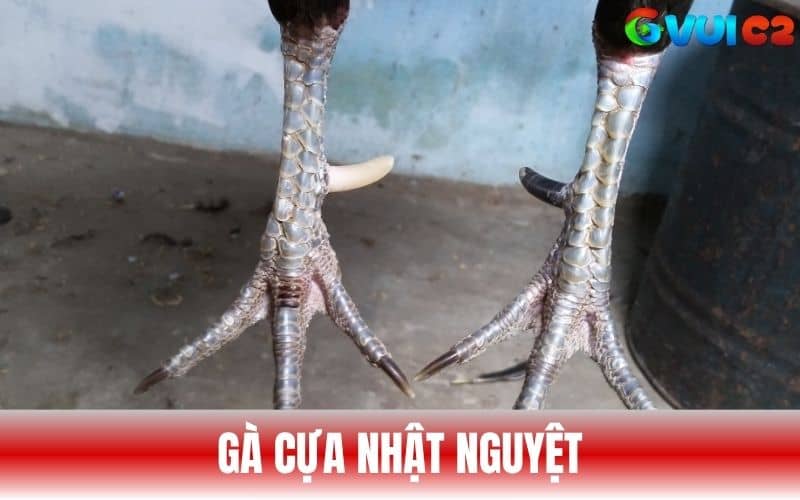 Gà cựa nhật nguyệt là chiến kê sở hữu cựa màu trắng và đen Gà cựa nhật nguyệt là chiến kê sở hữu cựa màu trắng và đen