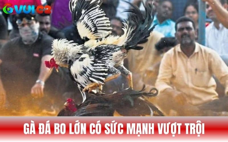 Gà đá bo lớn là những chiến kê có sức mạnh vượt trội Gà đá bo lớn là những chiến kê có sức mạnh vượt trội
