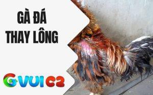 Gà Đá Thay Lông