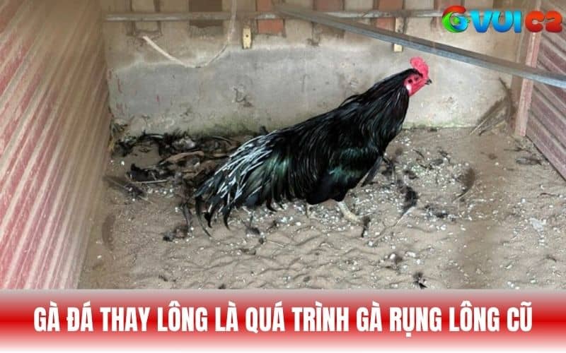 Gà đá thay lông là quá trình gà rụng lớp lông cũ và mọc lại
