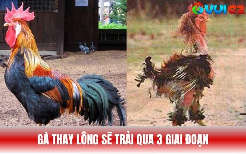 Gà đá thay lông sẽ trải qua 3 giai đoạn