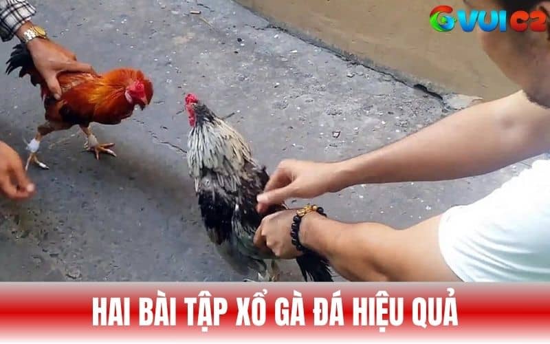 Hai bài tập xổ gà đá mà sư kê thường áp dụng Hai bài tập xổ gà đá mà sư kê thường áp dụng