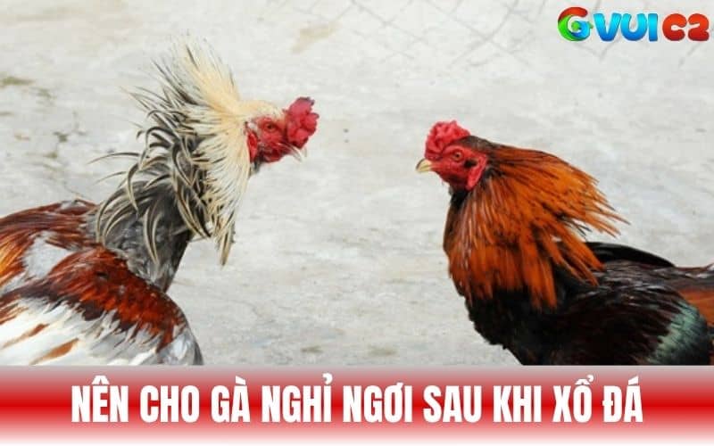 Hãy cho gà nghỉ ngơi sau khi áp dụng xổ gà Hãy cho gà nghỉ ngơi sau khi áp dụng xổ gà