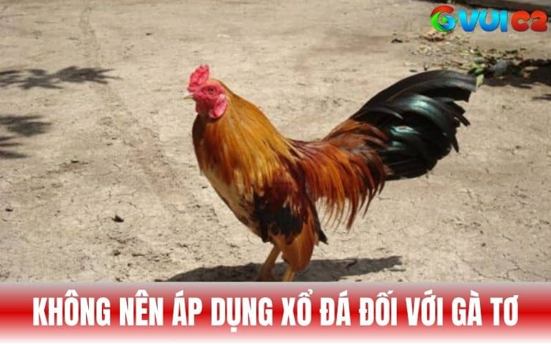 Không nên áp dụng bài tập xổ gà đá cho gà tơ Không nên áp dụng bài tập xổ gà đá cho gà tơ