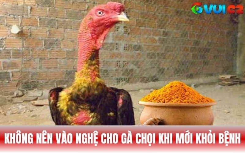 Không nên vào nghệ cho gà chọi khi mới khỏi bệnh Không nên vào nghệ cho gà chọi khi mới khỏi bệnh