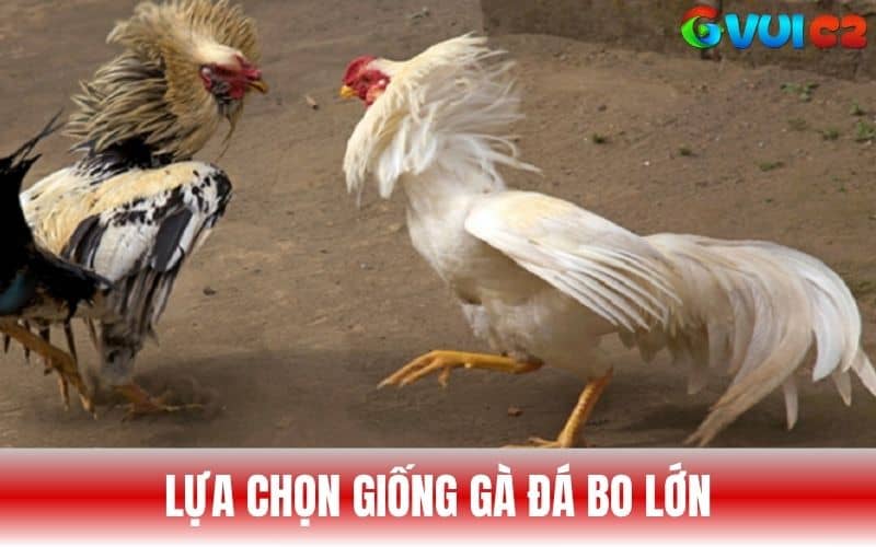 Lựa chọn giống gà đá bo lớn để phát triển Lựa chọn giống gà đá bo lớn để phát triển