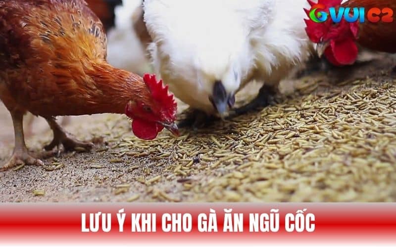 Lưu ý trong việc cho gà đá ăn ngũ cốc Lưu ý trong việc cho gà đá ăn ngũ cốc
