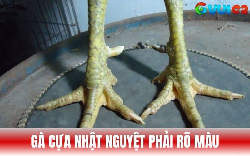 Màu cựa nhật nguyệt phải rõ rệt không bị pha màu Màu cựa nhật nguyệt phải rõ rệt không bị pha màu