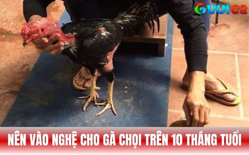 Nên vào nghệ cho gà chọi từ 10 tháng tuổi trở lên Nên vào nghệ cho gà chọi từ 10 tháng tuổi trở lên