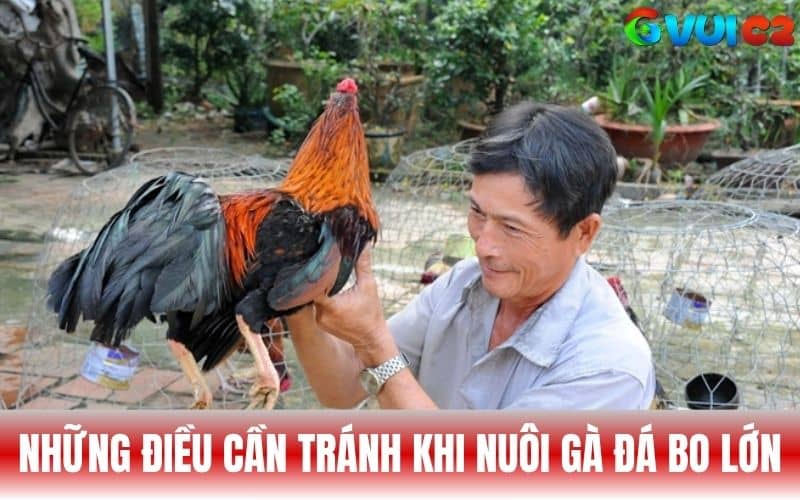 Những điều cần tránh khi nuôi gà đá bo lớn Những điều cần tránh khi nuôi gà đá bo lớn