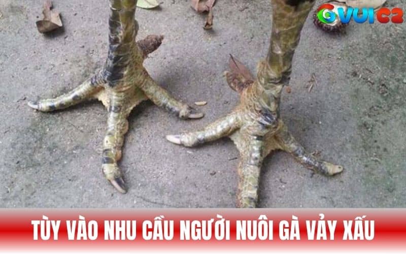 Tùy vào nhu cầu người nuôi để quyết định giữ lại vảy gà xấu Tùy vào nhu cầu người nuôi để quyết định giữ lại vảy gà xấu