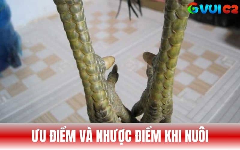 Ưu điểm và nhược điểm khi nuôi gà cựa nhật nguyệt Ưu điểm và nhược điểm khi nuôi gà cựa nhật nguyệt
