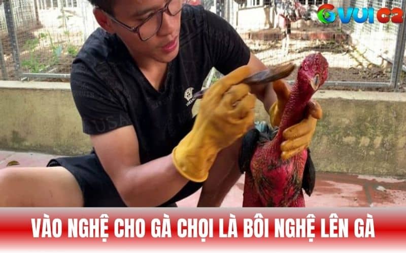 Vào nghệ cho gà chọi là dùng hỗn hợp nghệ thoa lên gà Vào nghệ cho gà chọi là dùng hỗn hợp nghệ thoa lên gà