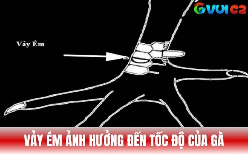 Vảy Ém ảnh hướng đến tốc độ phản ứng của gà Vảy Ém ảnh hướng đến tốc độ phản ứng của gà