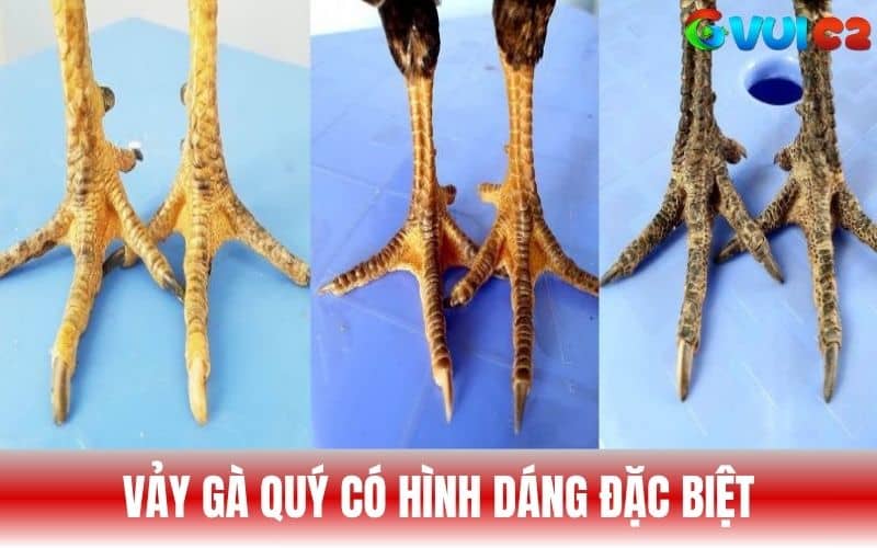 Vảy gà quý là loại vảy hiếm gặp có hình dạng đặc biệt Vảy gà quý là loại vảy hiếm gặp có hình dạng đặc biệt