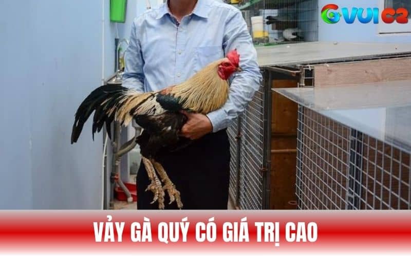 Vảy gà quý thường được săn lùng bởi lối đá và giá trị cao Vảy gà quý thường được săn lùng bởi lối đá và giá trị cao