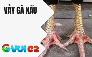 Vảy Gà Xấu