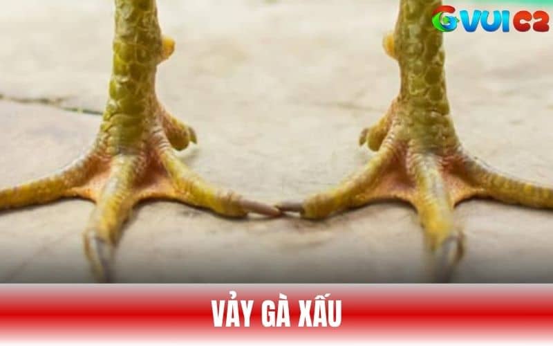 Vảy gà xấu là những con gà sở hữu vảy không đạt chuẩn Vảy gà xấu là những con gà sở hữu vảy không đạt chuẩn