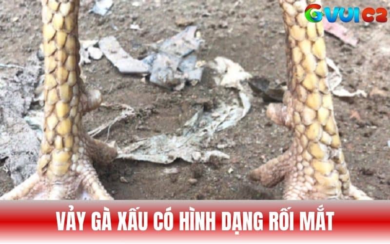Vảy gà xấu thường có hình dạng không đều và rối mắt Vảy gà xấu thường có hình dạng không đều và rối mắt