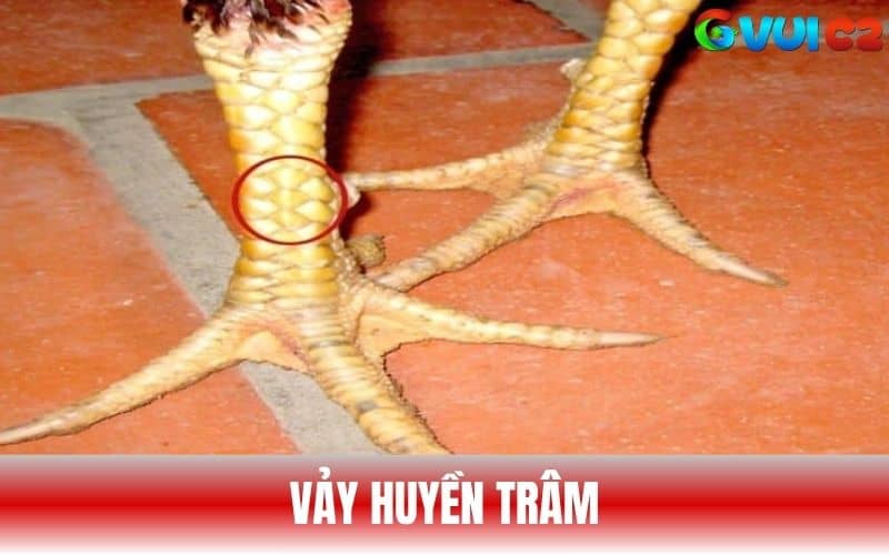 Vảy Huyền Trâm nằm giữa hàng nội và hàng ngoại Vảy Huyền Trâm nằm giữa hàng nội và hàng ngoại