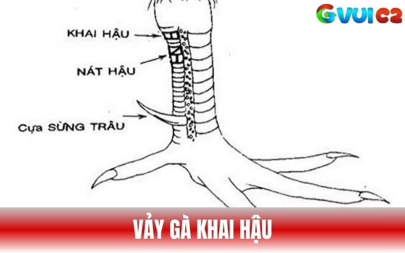 Vảy Khai Hậu ở phía sau chân ngay dưới gối Vảy Khai Hậu ở phía sau chân ngay dưới gối