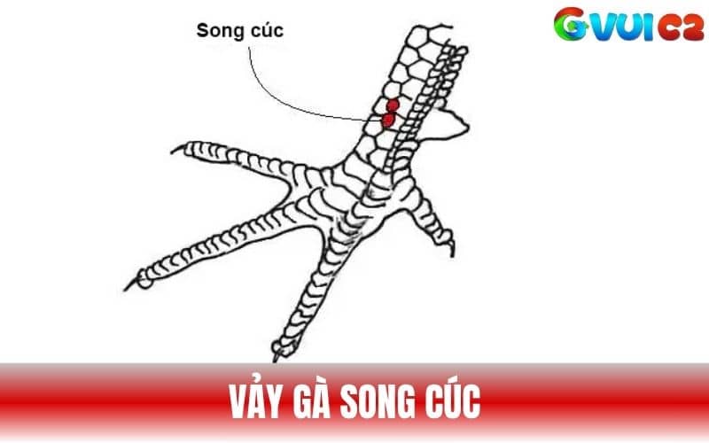 Vảy Song Cúc hình dáng nhỏ mọc thẳng đứng Vảy Song Cúc hình dáng nhỏ mọc thẳng đứng