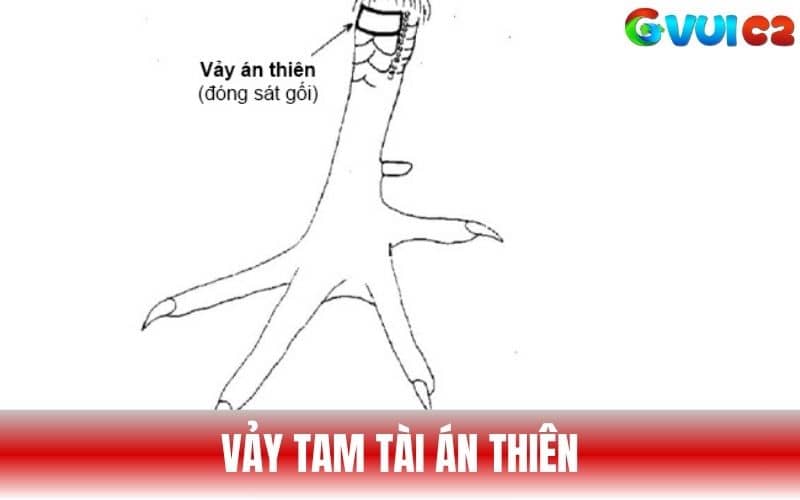 Vảy Tam Tài Án Thiên có ba vảy nằm dọc đầu gối Vảy Tam Tài Án Thiên có ba vảy nằm dọc đầu gối