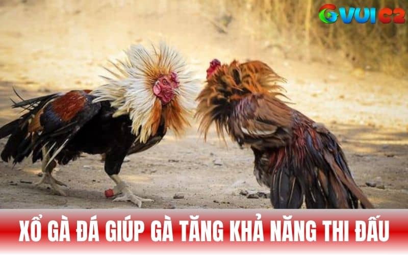 Xổ gà đá đúng cách giúp gà tăng khả năng thi đấu Xổ gà đá đúng cách giúp gà tăng khả năng thi đấu