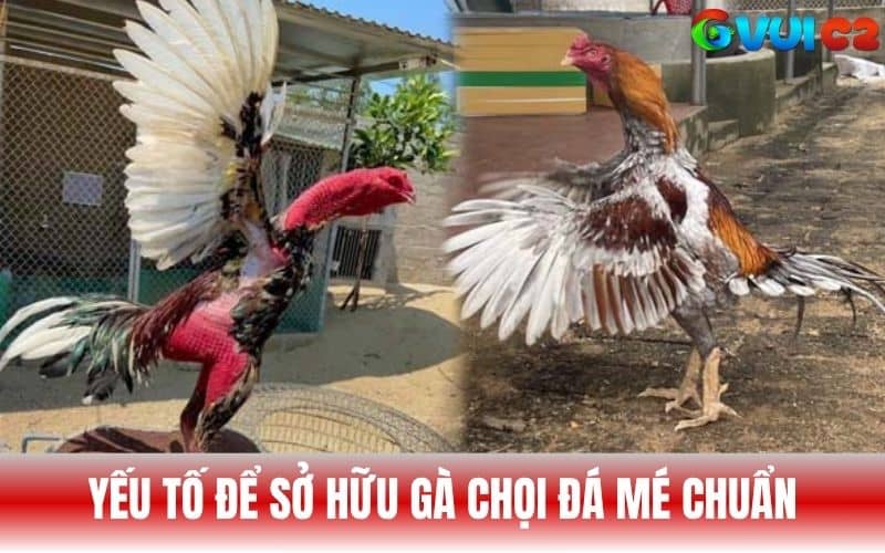 Yếu tố để sở hữu một chiến kê có lối đá mé Yếu tố để sở hữu một chiến kê có lối đá mé