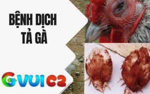 Bệnh Dịch Tả Gà