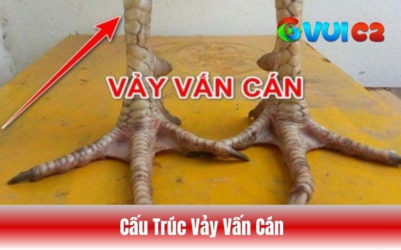 Cấu trúc của vảy vấn cán Cấu trúc của vảy vấn cán