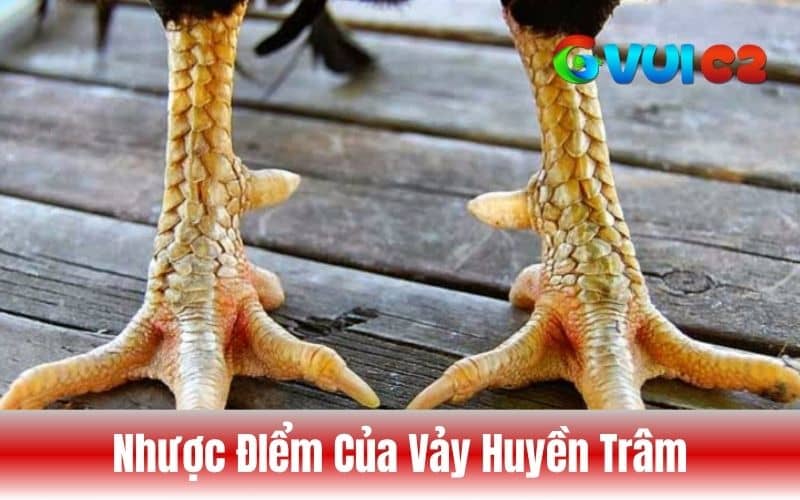 Gà có vảy huyền trâm thường khó tìm để nhân giống Gà có vảy huyền trâm thường khó tìm để nhân giống
