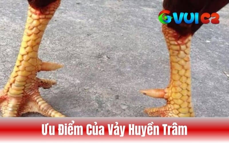 Gà có vảy huyền trâm thường ra đòn chuẩn xác, thể lực bền bỉ và tin thần chiến đấu cao Gà có vảy huyền trâm thường ra đòn chuẩn xác, thể lực bền bỉ và tin thần chiến đấu cao