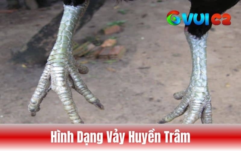 Hình dạng vảy đặc biệt như giọt nước hoặc kim nhọn Hình dạng vảy đặc biệt như giọt nước hoặc kim nhọn